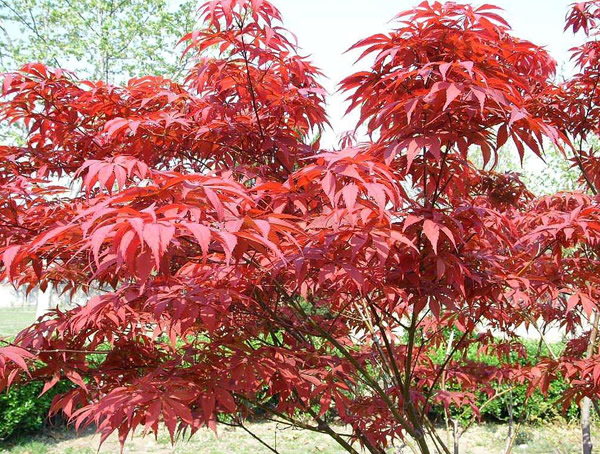 红枫树长年在室内种植可以吗？