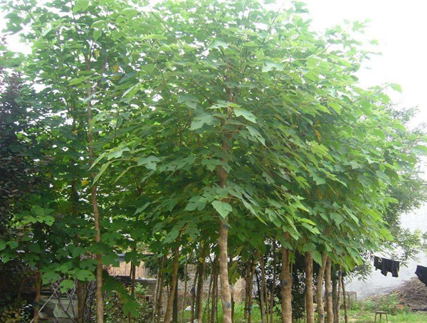 构树怎么有两种叶子？