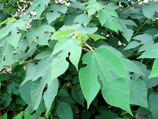 构树的天敌是什么？