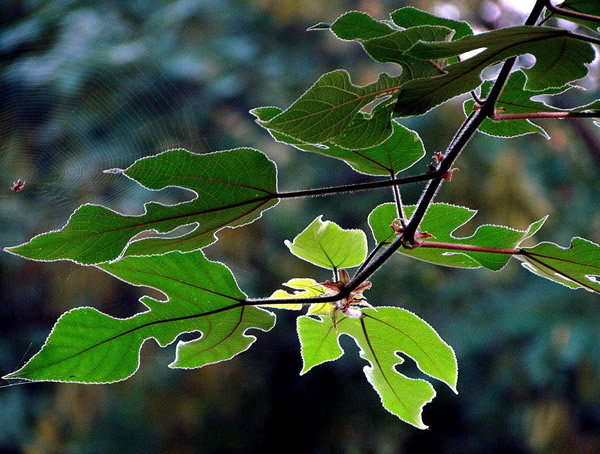 构树上的果实能吃吗？