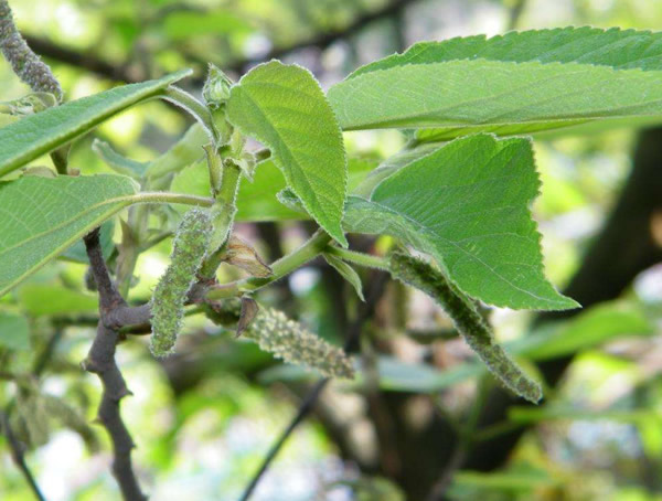 构树有哪些价值？构树有哪些作用？