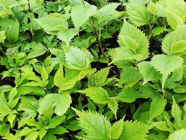 构树可以嫁接哪些果树？