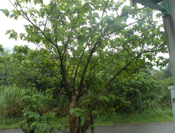 种植构树有发展前途吗？