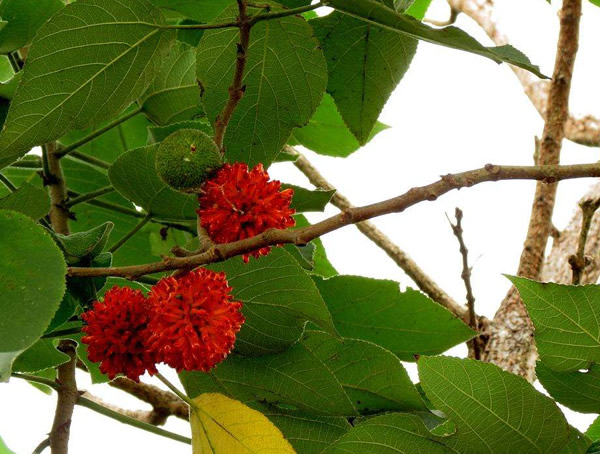 构树的叶子可以吃吗？