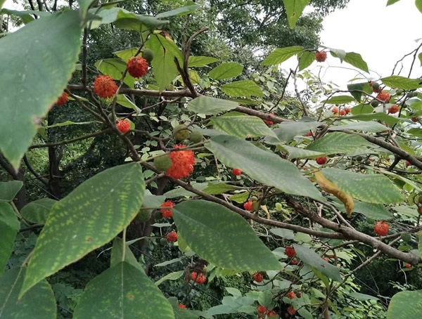 构树的种植要注意哪些问题？