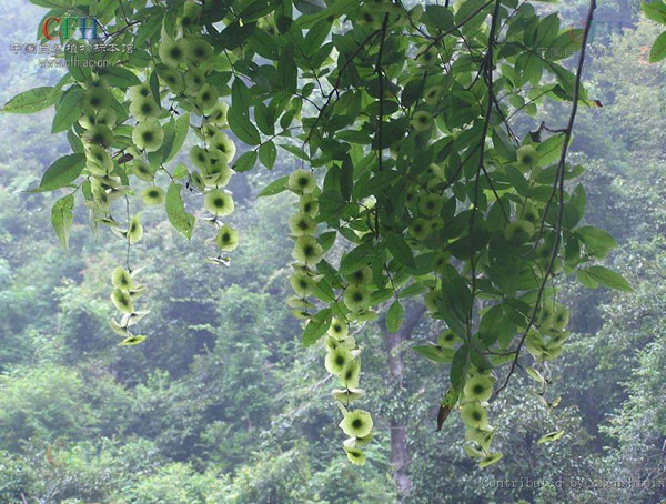 金钱柳价格-图片-形态特征-生长环境以及主要价值