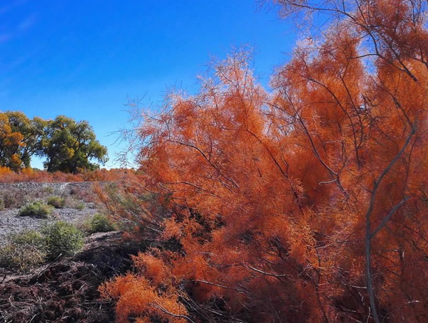 红柳价格-图片-形态特征-产地生境-生长习性以及主要价值