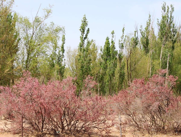 红柳的繁殖方法、栽培技术以及病虫防治方法介绍