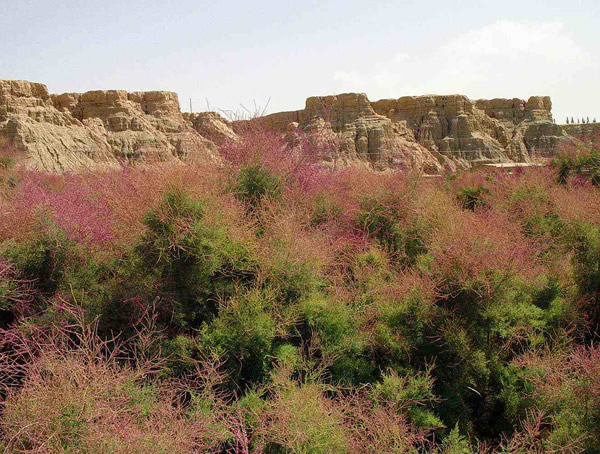 沙柳与红柳的区别有哪些？