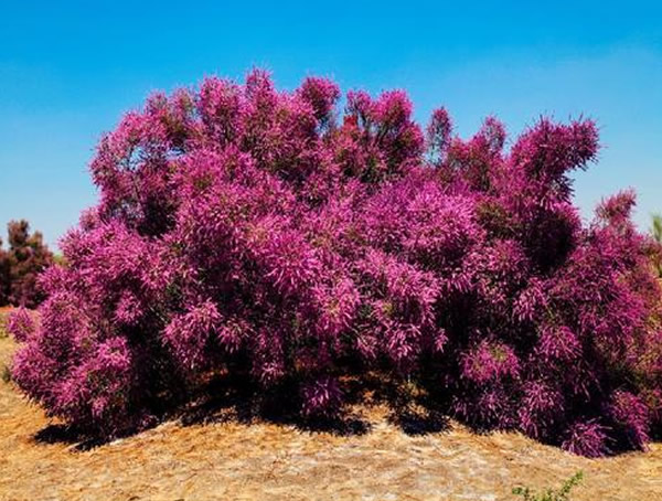 红柳比喻什么人？红柳的寓意是什么？