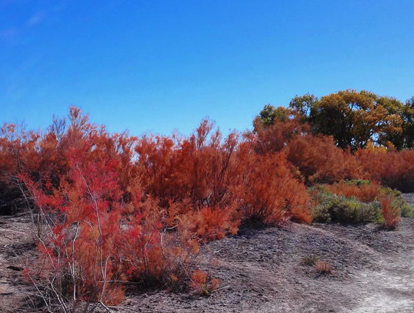 红柳是落叶乔木还是长绿乔木？