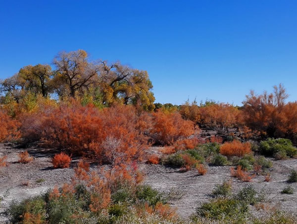 花棒和红柳哪个更好一些？