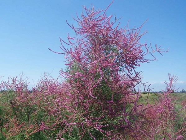 红柳的别称是什么？