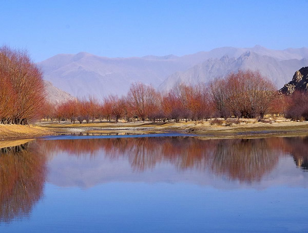 红柳的特点有哪些？