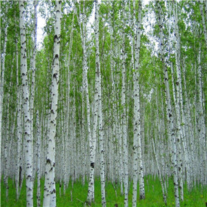 白桦树报价