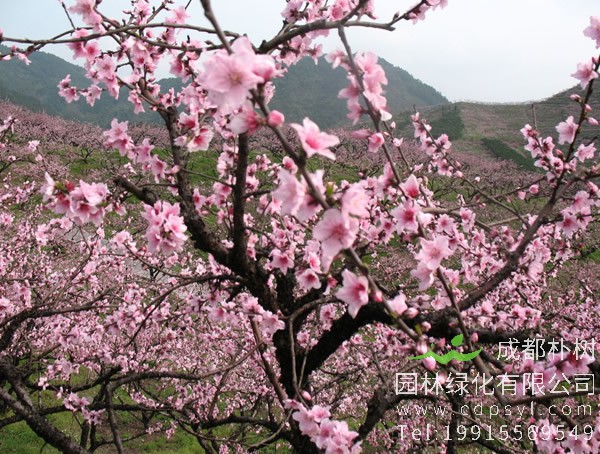 桃树价格-图片-植物学史-形态特征-地理分布-品种分类-主要价值以及植物文化