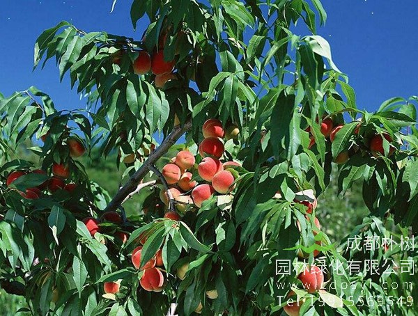 桃树怎样扦插？扦插桃树时要做好哪些事情？