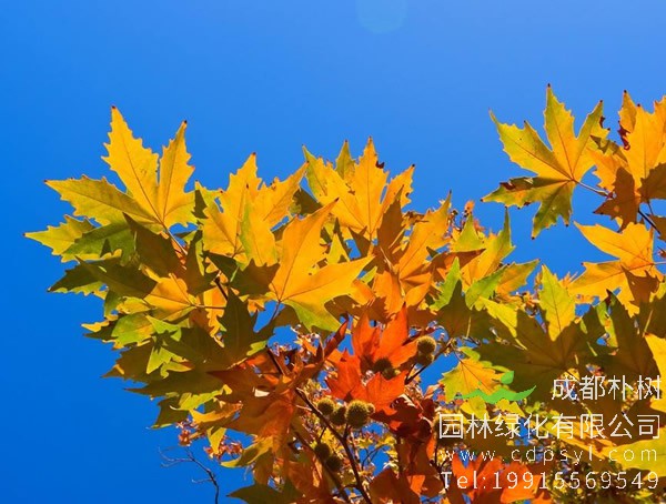 悬铃木价格-图片-形态特征-生长习性-分布状况以及植物文化