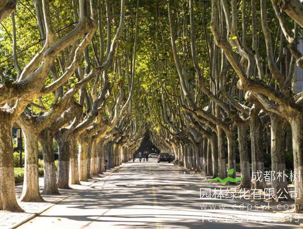 悬铃木有哪些品种？