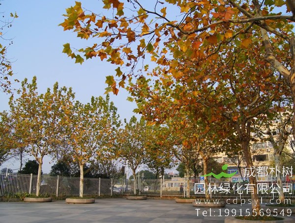 悬铃木价格-图片-形态特征-生长习性-分布状况以及植物文化