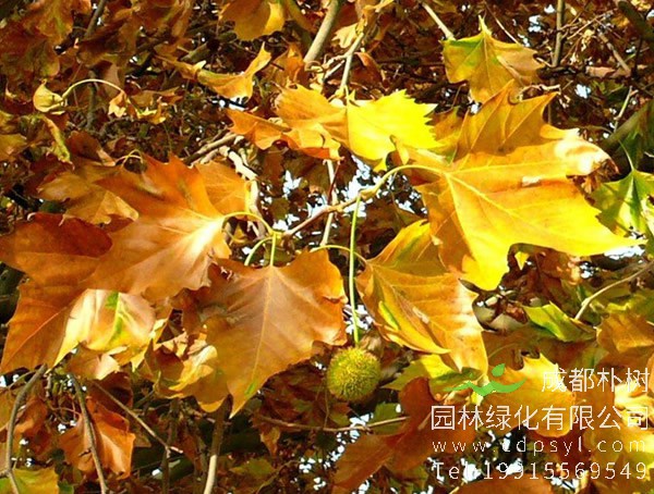 为什么梧桐树的学名叫“悬铃木”？