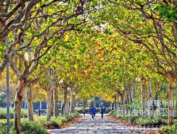 悬铃木的功效，悬铃木有哪些作用？