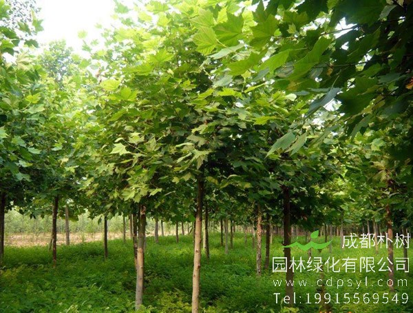 悬铃木的花什么样？