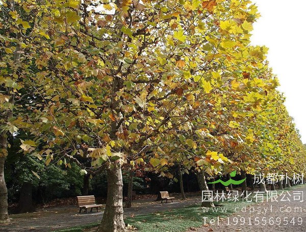 悬铃木有哪些环保用途？