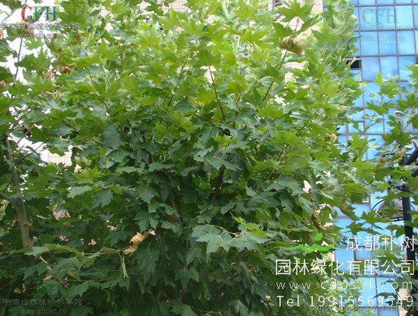 二球悬铃木是怎么栽培的？