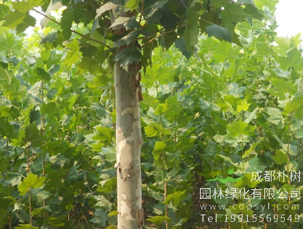 悬铃木的病虫害有哪些？