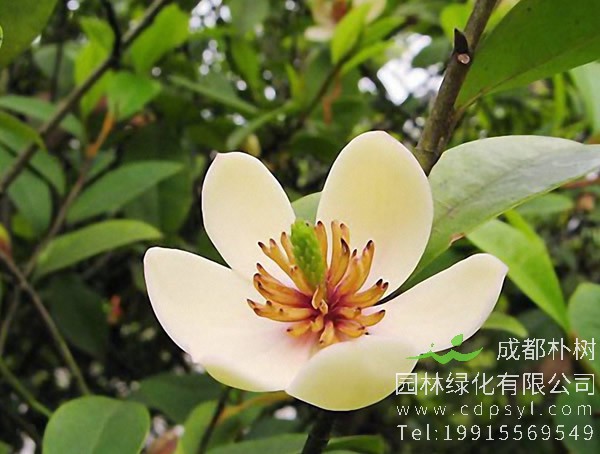 含笑花价格-图片-形态特征-生长环境-分布范围-主要价值以及植物文化