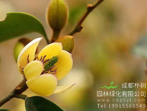 含笑花的繁殖方法、栽培技术以及病害防治方法介绍