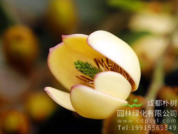 含笑花有什么用途？