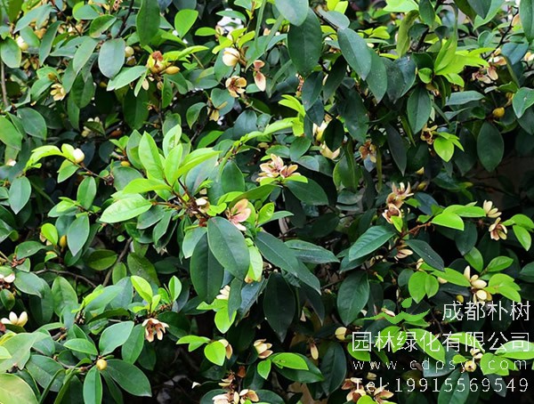 怎样养好盆栽含笑花？