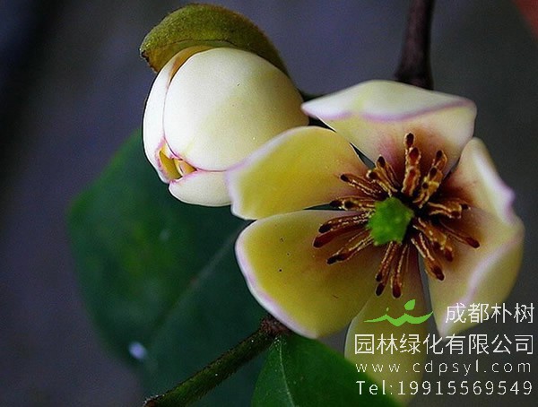 含笑花叶子全枯萎了怎么办？