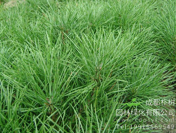 油松价格-图片-形态特征-生长习性-地理分布以及主要价值