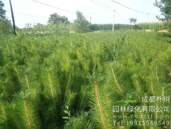 油松树是什么样子的树？