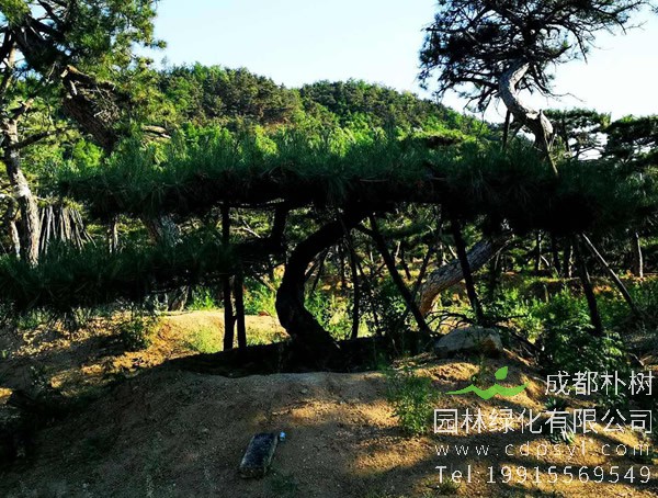 油松的病虫害有哪几种？