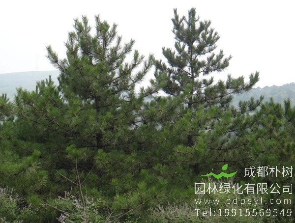 油松具有什么形态特征？