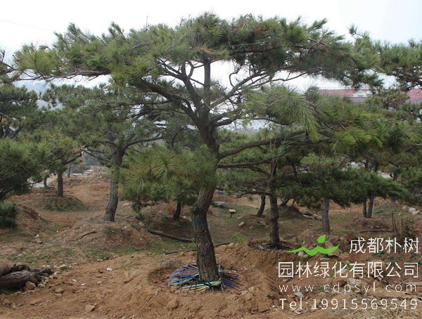 油松分布在中国哪些地方？