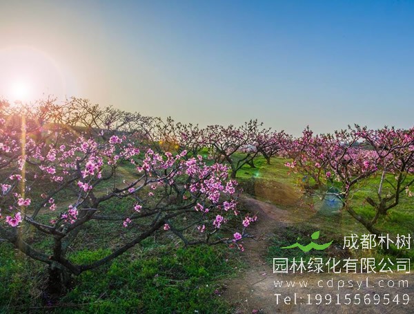桃树价格-图片-植物学史-形态特征-地理分布-品种分类-主要价值以及植物文化