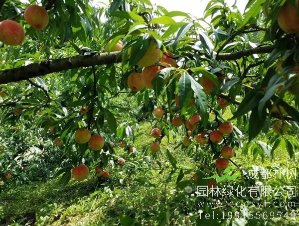 如何种植桃树？种植桃树有哪些注意事项？