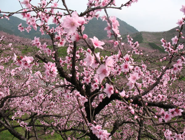 桃树价格-图片-植物学史-形态特征-地理分布-品种分类-主要价值以及植物文化