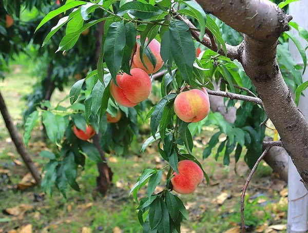 桃树的繁殖方式、栽培技术以及病虫害防治方法介绍