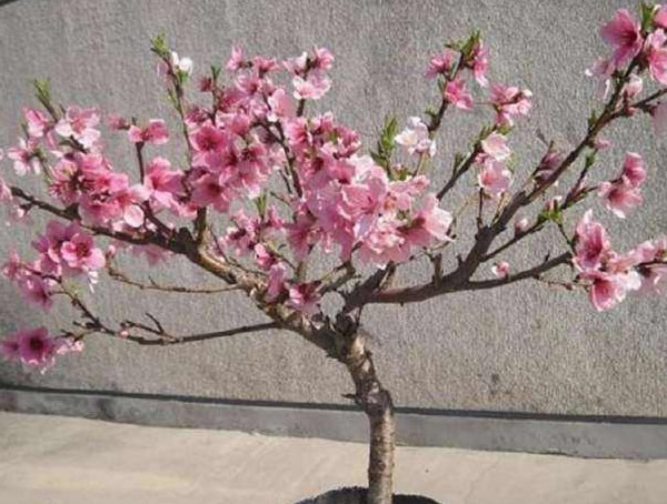 桃树的特点是什么？桃树有哪些特征？