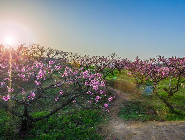 桃树长什么样子？桃树是什么样的苗木？