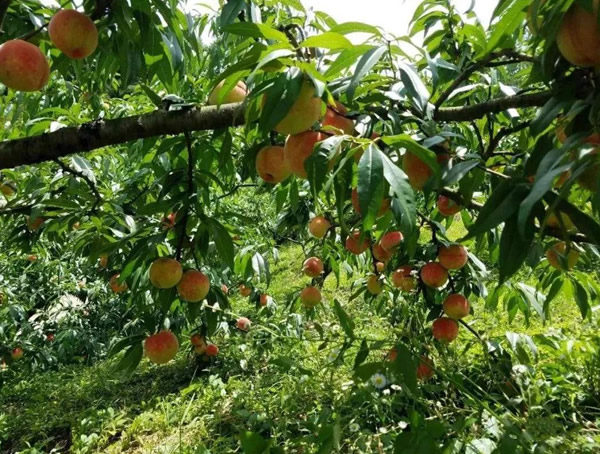 如何种植桃树？种植桃树有哪些注意事项？