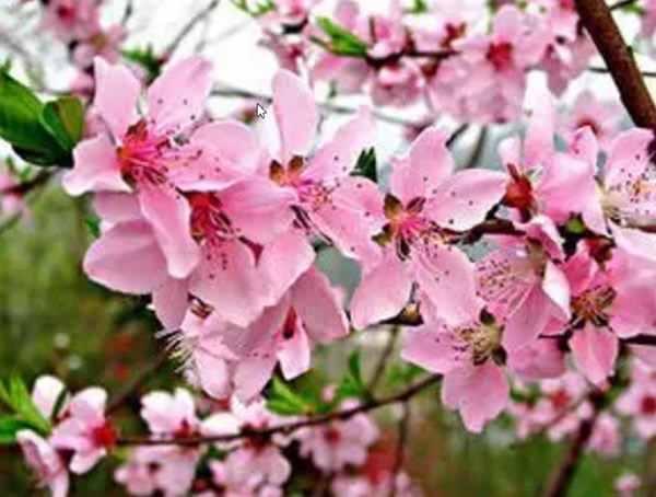 桃树的功效与作用，桃树在生活中有什么作用？