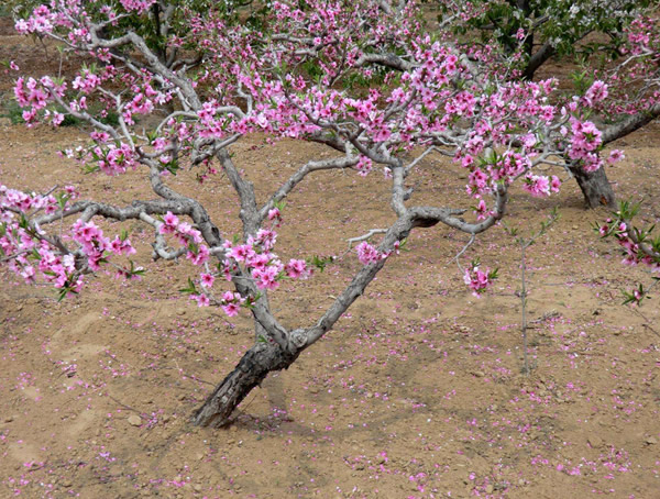 家里能养桃树吗？家里种植桃树的禁忌有哪些？