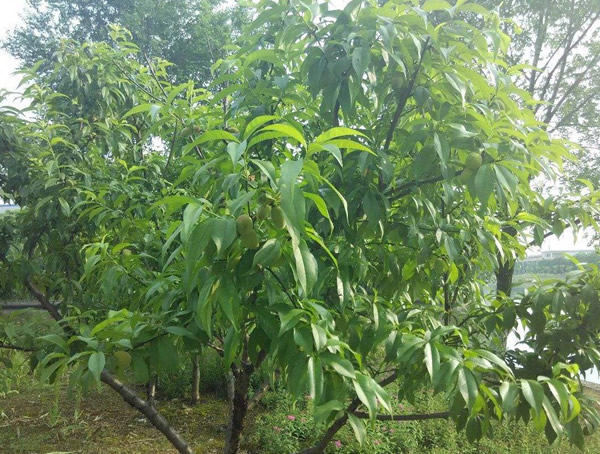 桃树所需的生长环境是怎样的？